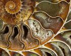 Gorgeous Cut & Polished Ammonite #6872-2